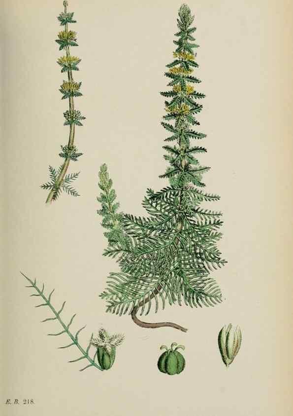 Reproducción/Reproduction 48717384941: English botany, or, Coloured figures of British plants /. London :R. Hardwicke,1863-1886.. 