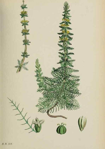 Reproducción/Reproduction 48717384941: English botany, or, Coloured figures of British plants /. London :R. Hardwicke,1863-1886.. 