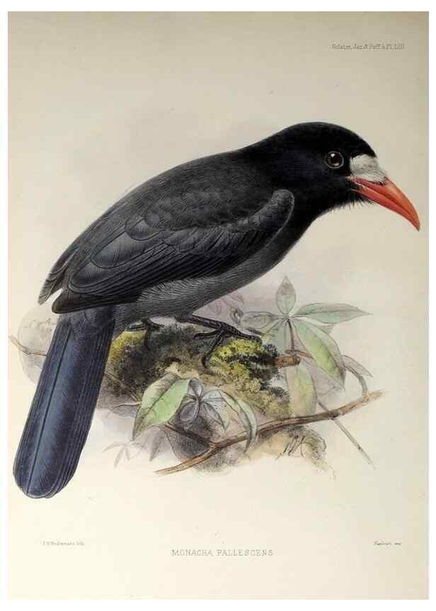 Reproducción/Reproduction 48706993692: A monograph of the jacamars and puff-birds, or families Galbulidæ and Bucconidæ.. London,Published for the author by R.H. Porter [etc.,1882]. 