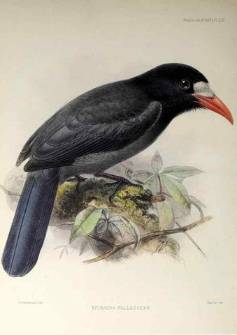 Reproducción/Reproduction 48706993692: A monograph of the jacamars and puff-birds, or families Galbulidæ and Bucconidæ.. London,Published for the author by R.H. Porter [etc.,1882]. 