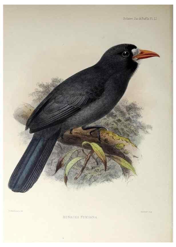 Reproducción/Reproduction 48706992767: A monograph of the jacamars and puff-birds, or families Galbulidæ and Bucconidæ.. London,Published for the author by R.H. Porter [etc.,1882]. 