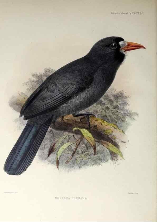 Reproducción/Reproduction 48706992767: A monograph of the jacamars and puff-birds, or families Galbulidæ and Bucconidæ.. London,Published for the author by R.H. Porter [etc.,1882]. 
