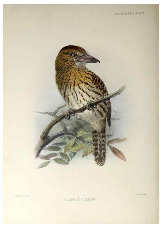 Reproducción/Reproduction 48706985662: A monograph of the jacamars and puff-birds, or families Galbulidæ and Bucconidæ.. London,Published for the author by R.H. Porter [etc.,1882]. 