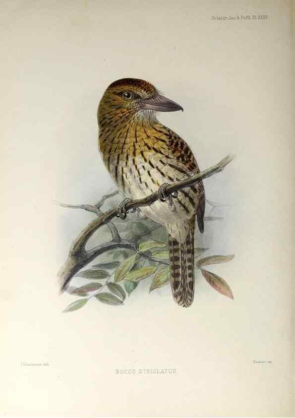 Reproducción/Reproduction 48706985662: A monograph of the jacamars and puff-birds, or families Galbulidæ and Bucconidæ.. London,Published for the author by R.H. Porter [etc.,1882]. 