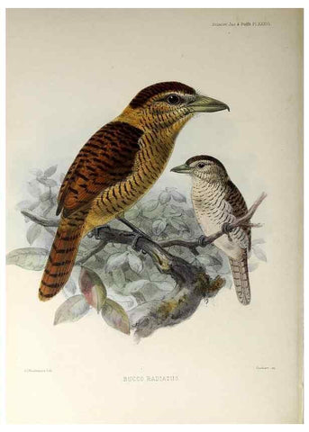Reproducción/Reproduction 48706485503: A monograph of the jacamars and puff-birds, or families Galbulidæ and Bucconidæ.. London,Published for the author by R.H. Porter [etc.,1882]. 