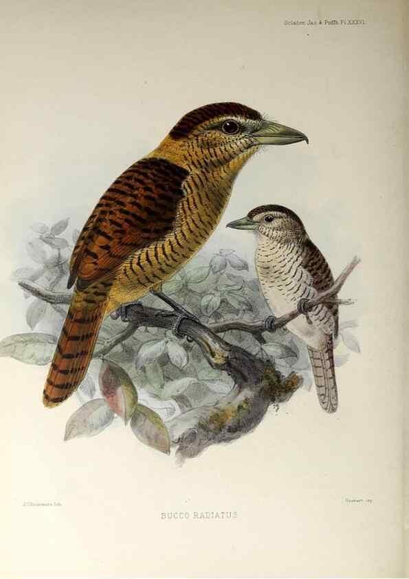 Reproducción/Reproduction 48706485503: A monograph of the jacamars and puff-birds, or families Galbulidæ and Bucconidæ.. London,Published for the author by R.H. Porter [etc.,1882]. 