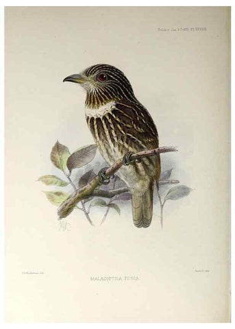Reproducción/Reproduction 48706819701: A monograph of the jacamars and puff-birds, or families Galbulidæ and Bucconidæ.. London,Published for the author by R.H. Porter [etc.,1882]. 