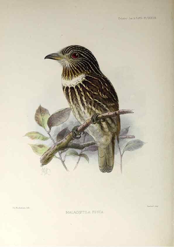 Reproducción/Reproduction 48706819701: A monograph of the jacamars and puff-birds, or families Galbulidæ and Bucconidæ.. London,Published for the author by R.H. Porter [etc.,1882]. 