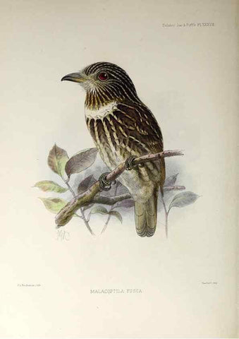 Reproducción/Reproduction 48706819701: A monograph of the jacamars and puff-birds, or families Galbulidæ and Bucconidæ.. London,Published for the author by R.H. Porter [etc.,1882]. 