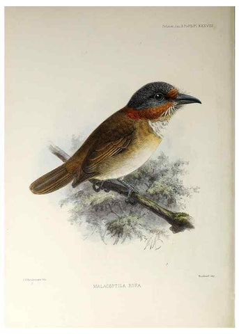 Reproducción/Reproduction 48706486388: A monograph of the jacamars and puff-birds, or families Galbulidæ and Bucconidæ.. London,Published for the author by R.H. Porter [etc.,1882]. 