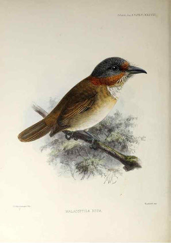 Reproducción/Reproduction 48706486388: A monograph of the jacamars and puff-birds, or families Galbulidæ and Bucconidæ.. London,Published for the author by R.H. Porter [etc.,1882]. 