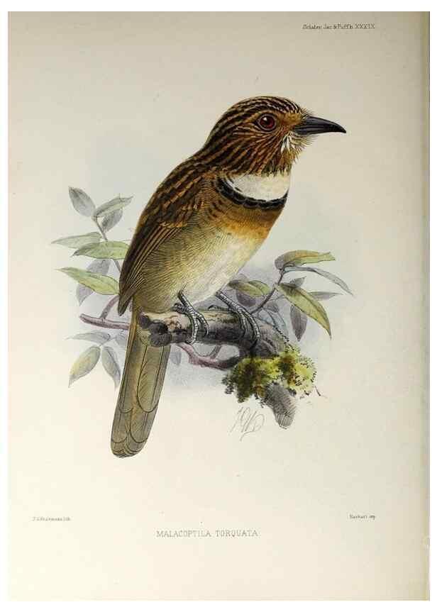 Reproducción/Reproduction 48706987307: A monograph of the jacamars and puff-birds, or families Galbulidæ and Bucconidæ.. London,Published for the author by R.H. Porter [etc.,1882]. 