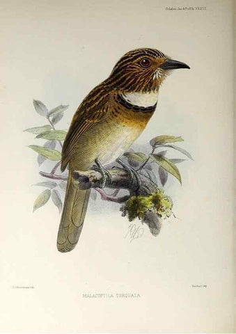 Reproducción/Reproduction 48706987307: A monograph of the jacamars and puff-birds, or families Galbulidæ and Bucconidæ.. London,Published for the author by R.H. Porter [etc.,1882]. 