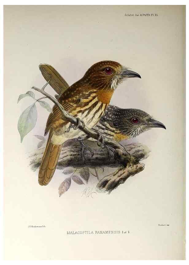 Reproducción/Reproduction 48706821161: A monograph of the jacamars and puff-birds, or families Galbulidæ and Bucconidæ.. London,Published for the author by R.H. Porter [etc.,1882]. 