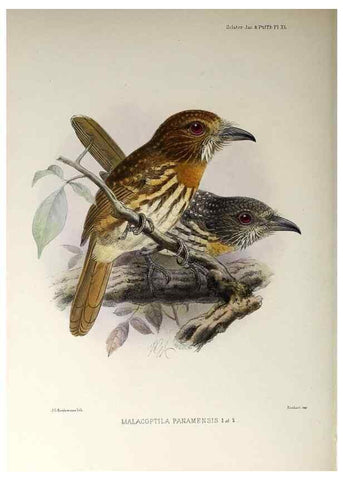 Reproducción/Reproduction 48706821161: A monograph of the jacamars and puff-birds, or families Galbulidæ and Bucconidæ.. London,Published for the author by R.H. Porter [etc.,1882]. 