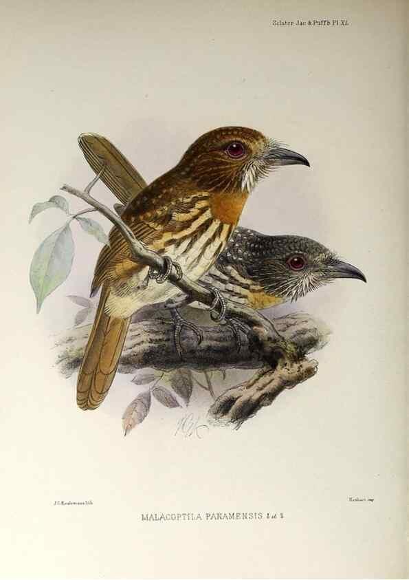 Reproducción/Reproduction 48706821161: A monograph of the jacamars and puff-birds, or families Galbulidæ and Bucconidæ.. London,Published for the author by R.H. Porter [etc.,1882]. 