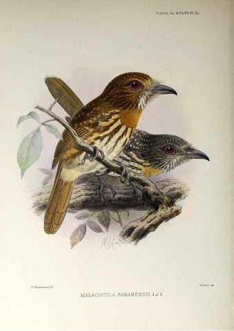 Reproducción/Reproduction 48706821161: A monograph of the jacamars and puff-birds, or families Galbulidæ and Bucconidæ.. London,Published for the author by R.H. Porter [etc.,1882]. 