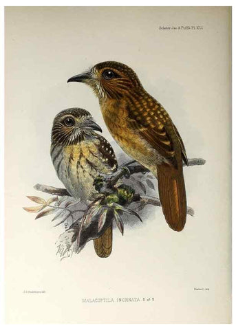 Reproducción/Reproduction 48706821576: A monograph of the jacamars and puff-birds, or families Galbulidæ and Bucconidæ.. London,Published for the author by R.H. Porter [etc.,1882]. 