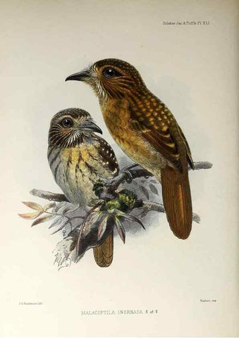 Reproducción/Reproduction 48706821576: A monograph of the jacamars and puff-birds, or families Galbulidæ and Bucconidæ.. London,Published for the author by R.H. Porter [etc.,1882]. 