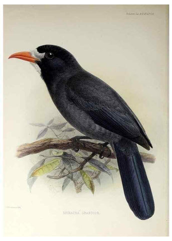 Reproducción/Reproduction 48706492593: A monograph of the jacamars and puff-birds, or families Galbulidæ and Bucconidæ.. London,Published for the author by R.H. Porter [etc.,1882]. 
