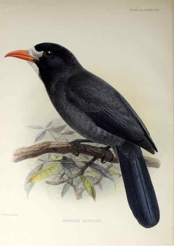 Reproducción/Reproduction 48706492593: A monograph of the jacamars and puff-birds, or families Galbulidæ and Bucconidæ.. London,Published for the author by R.H. Porter [etc.,1882]. 