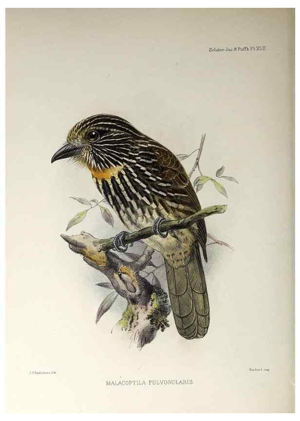 Reproducción/Reproduction 48706821921: A monograph of the jacamars and puff-birds, or families Galbulidæ and Bucconidæ.. London,Published for the author by R.H. Porter [etc.,1882]. 