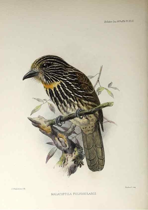 Reproducción/Reproduction 48706821921: A monograph of the jacamars and puff-birds, or families Galbulidæ and Bucconidæ.. London,Published for the author by R.H. Porter [etc.,1882]. 