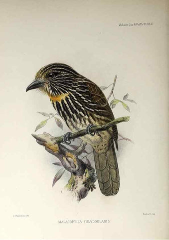 Reproducción/Reproduction 48706821921: A monograph of the jacamars and puff-birds, or families Galbulidæ and Bucconidæ.. London,Published for the author by R.H. Porter [etc.,1882]. 