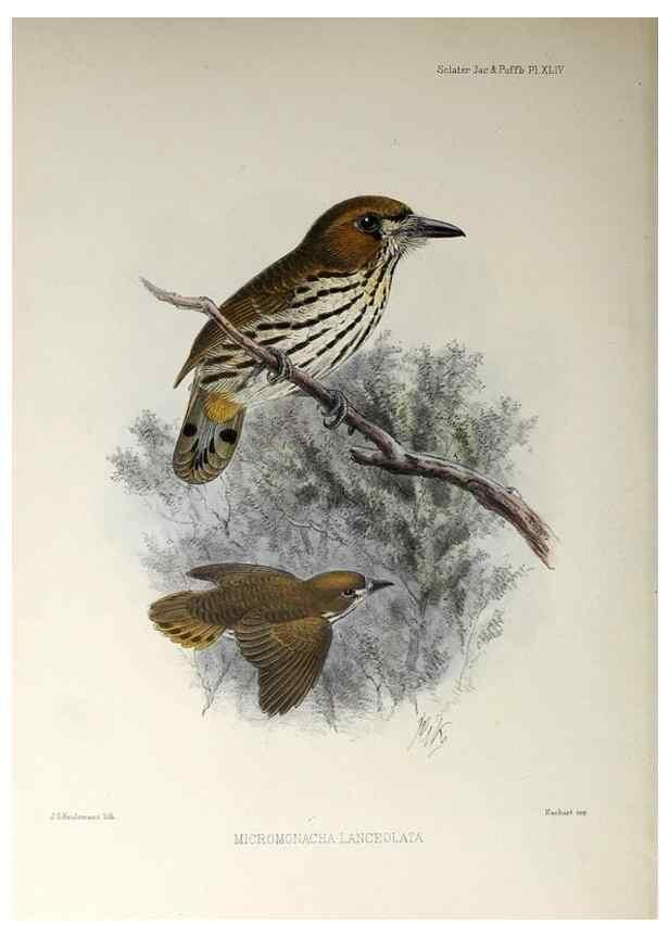 Reproducción/Reproduction 48706488728: A monograph of the jacamars and puff-birds, or families Galbulidæ and Bucconidæ.. London,Published for the author by R.H. Porter [etc.,1882]. 