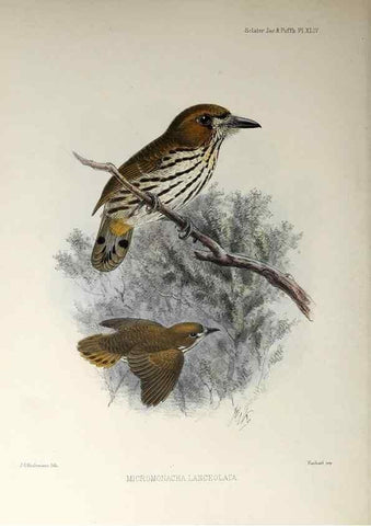 Reproducción/Reproduction 48706488728: A monograph of the jacamars and puff-birds, or families Galbulidæ and Bucconidæ.. London,Published for the author by R.H. Porter [etc.,1882]. 