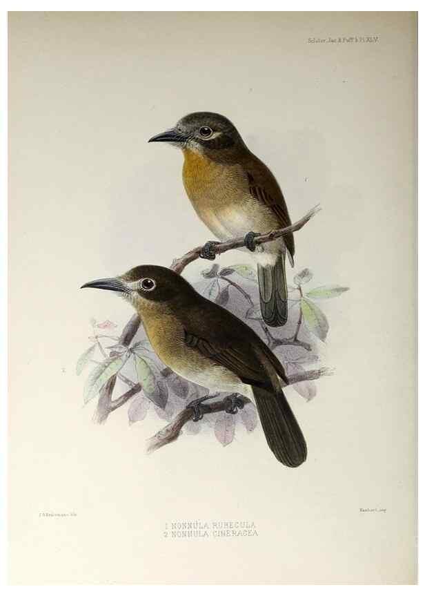 Reproducción/Reproduction 48706989682: A monograph of the jacamars and puff-birds, or families Galbulidæ and Bucconidæ.. London,Published for the author by R.H. Porter [etc.,1882]. 