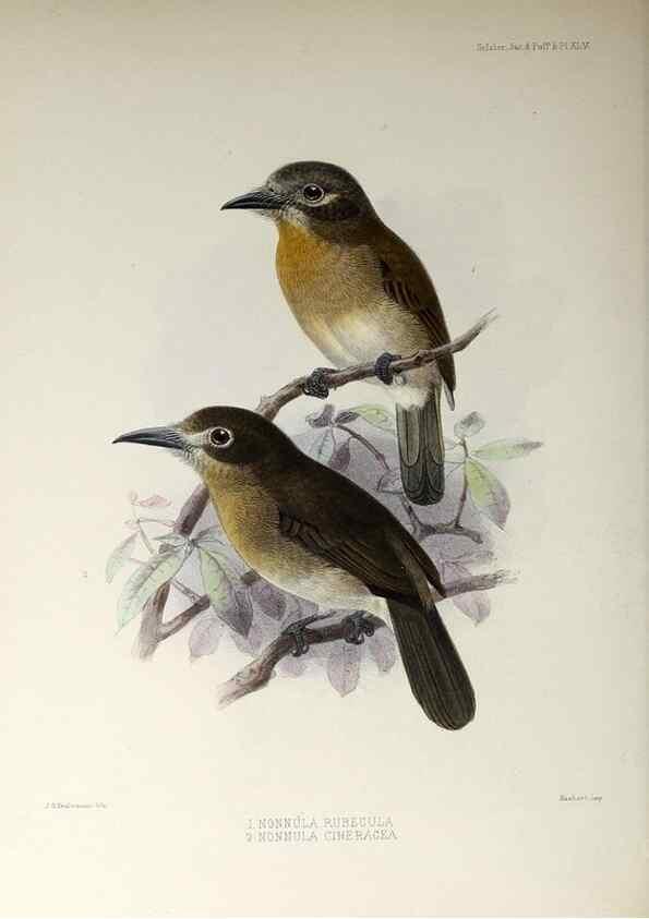 Reproducción/Reproduction 48706989682: A monograph of the jacamars and puff-birds, or families Galbulidæ and Bucconidæ.. London,Published for the author by R.H. Porter [etc.,1882]. 