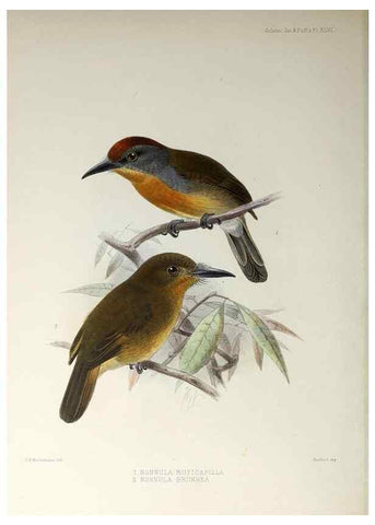 Reproducción/Reproduction 48706823491: A monograph of the jacamars and puff-birds, or families Galbulidæ and Bucconidæ.. London,Published for the author by R.H. Porter [etc.,1882]. 