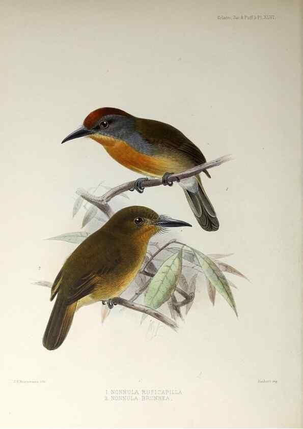 Reproducción/Reproduction 48706823491: A monograph of the jacamars and puff-birds, or families Galbulidæ and Bucconidæ.. London,Published for the author by R.H. Porter [etc.,1882]. 