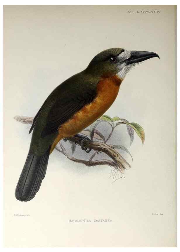 Reproducción/Reproduction 48706489818: A monograph of the jacamars and puff-birds, or families Galbulidæ and Bucconidæ.. London,Published for the author by R.H. Porter [etc.,1882]. 