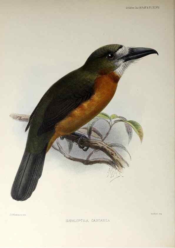 Reproducción/Reproduction 48706489818: A monograph of the jacamars and puff-birds, or families Galbulidæ and Bucconidæ.. London,Published for the author by R.H. Porter [etc.,1882]. 