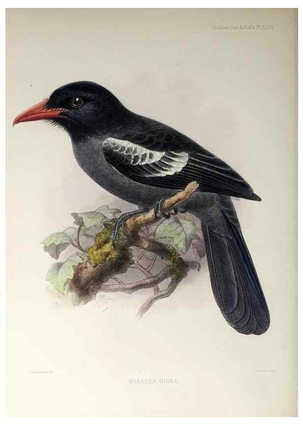 Reproducción/Reproduction 48706490923: A monograph of the jacamars and puff-birds, or families Galbulidæ and Bucconidæ.. London,Published for the author by R.H. Porter [etc.,1882]. 