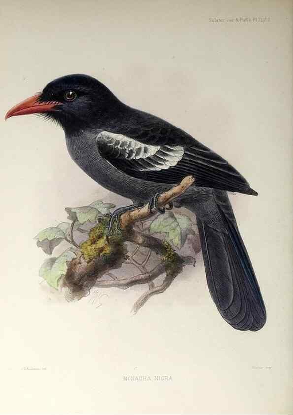 Reproducción/Reproduction 48706490923: A monograph of the jacamars and puff-birds, or families Galbulidæ and Bucconidæ.. London,Published for the author by R.H. Porter [etc.,1882]. 
