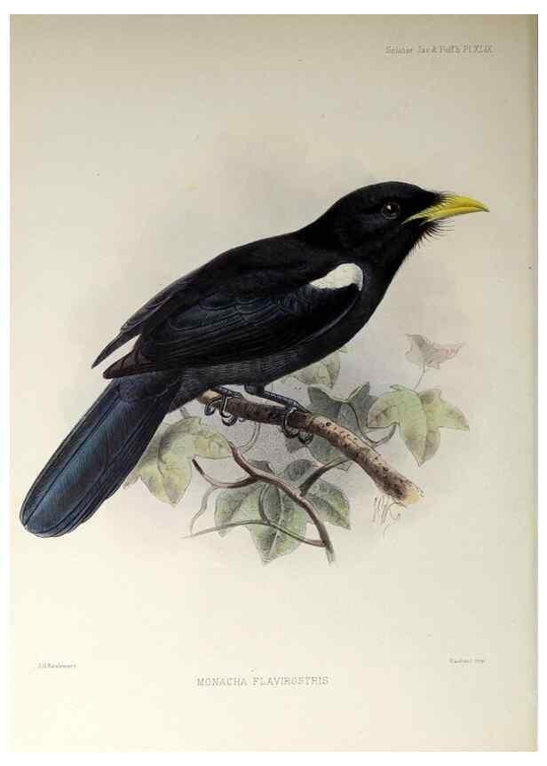 Reproducción/Reproduction 48706991887: A monograph of the jacamars and puff-birds, or families Galbulidæ and Bucconidæ.. London,Published for the author by R.H. Porter [etc.,1882]. 