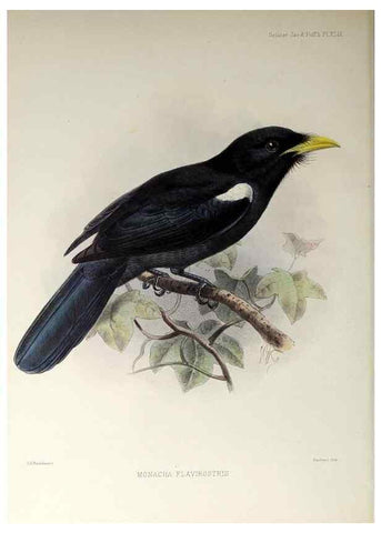 Reproducción/Reproduction 48706991887: A monograph of the jacamars and puff-birds, or families Galbulidæ and Bucconidæ.. London,Published for the author by R.H. Porter [etc.,1882]. 