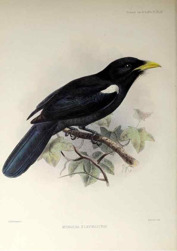 Reproducción/Reproduction 48706991887: A monograph of the jacamars and puff-birds, or families Galbulidæ and Bucconidæ.. London,Published for the author by R.H. Porter [etc.,1882]. 
