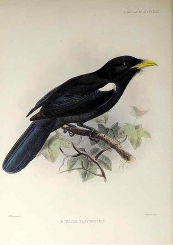 Reproducción/Reproduction 48706991887: A monograph of the jacamars and puff-birds, or families Galbulidæ and Bucconidæ.. London,Published for the author by R.H. Porter [etc.,1882]. 