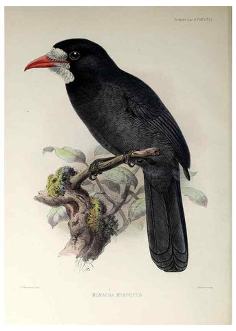 Reproducción/Reproduction 48706491778: A monograph of the jacamars and puff-birds, or families Galbulidæ and Bucconidæ.. London,Published for the author by R.H. Porter [etc.,1882]. 
