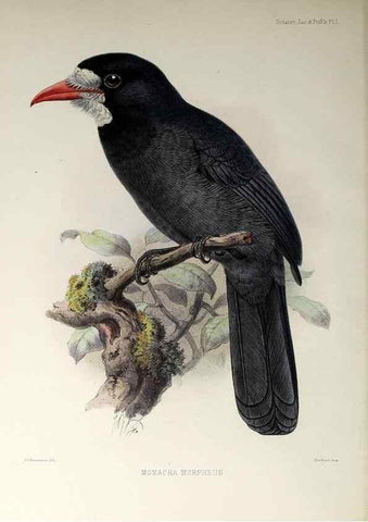 Reproducción/Reproduction 48706491778: A monograph of the jacamars and puff-birds, or families Galbulidæ and Bucconidæ.. London,Published for the author by R.H. Porter [etc.,1882]. 