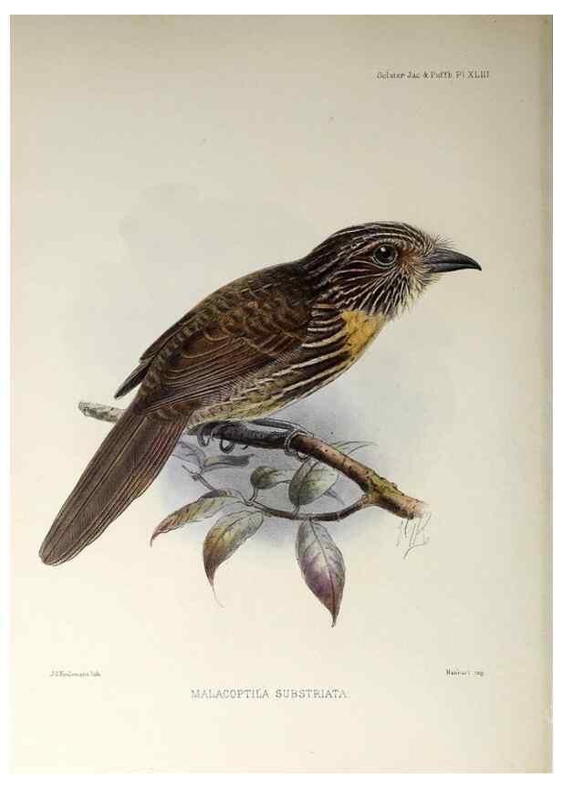 Reproducción/Reproduction 48706822331: A monograph of the jacamars and puff-birds, or families Galbulidæ and Bucconidæ.. London,Published for the author by R.H. Porter [etc.,1882]. 