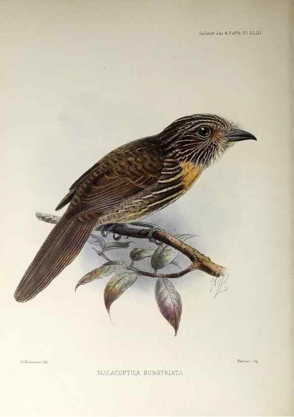 Reproducción/Reproduction 48706822331: A monograph of the jacamars and puff-birds, or families Galbulidæ and Bucconidæ.. London,Published for the author by R.H. Porter [etc.,1882]. 