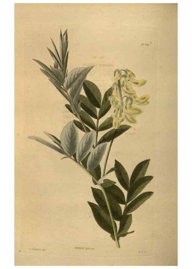 Reproducción/Reproduction 48754443707: The botanical cabinet. London :John & Arthur Arch ...,1817-1833.. 