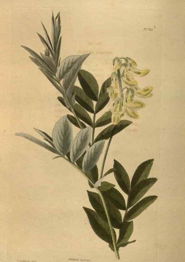 Reproducción/Reproduction 48754443707: The botanical cabinet. London :John & Arthur Arch ...,1817-1833.. 