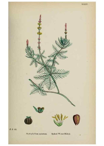 Reproducción/Reproduction 48717556592: English botany, or, Coloured figures of British plants /. London :R. Hardwicke,1863-1886.. 