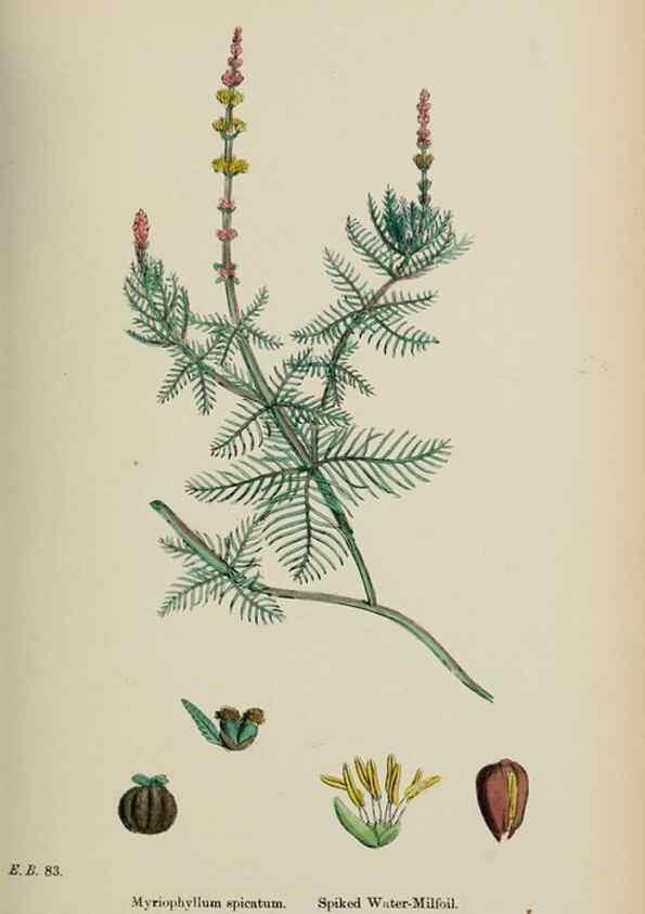 Reproducción/Reproduction 48717556592: English botany, or, Coloured figures of British plants /. London :R. Hardwicke,1863-1886.. 